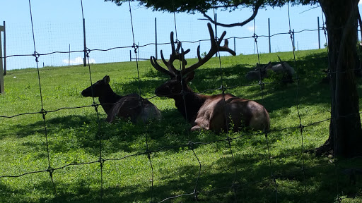 Zoo «Trowbridge Creek Zoo», reviews and photos, 50622 Co Rd 17, Vergas, MN 56587, USA