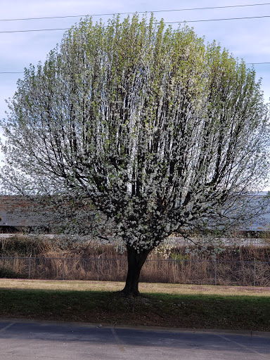 Tobacco Shop «Discount Tobacco Shoppe», reviews and photos, 2501 Lebanon Pike, Nashville, TN 37214, USA