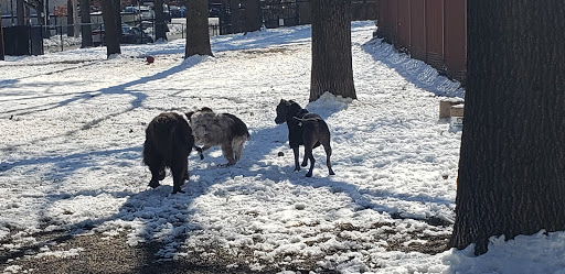 Park «Union Street Dog Park», reviews and photos, 59 Fair St, New Haven, CT 06511, USA