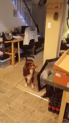 Lee's Hill Pet Hospital image