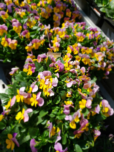 Home Improvement Store «The Home Depot», reviews and photos, 225 Soscol Ave, Napa, CA 94559, USA