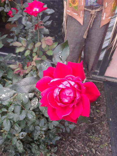 Bridal Shop «Cocoa Couture», reviews and photos, 575 E Chocolate Ave, Hershey, PA 17033, USA