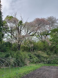 戊辰桜