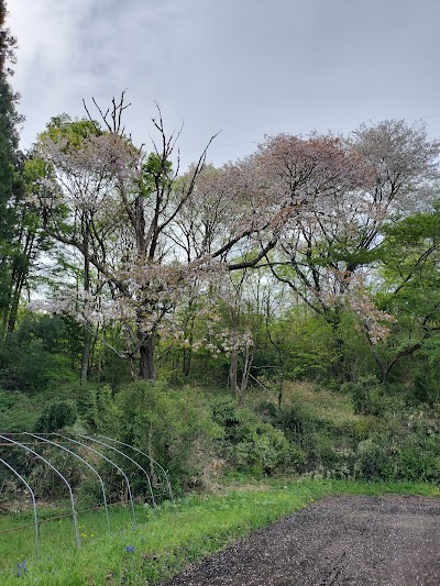 戊辰桜