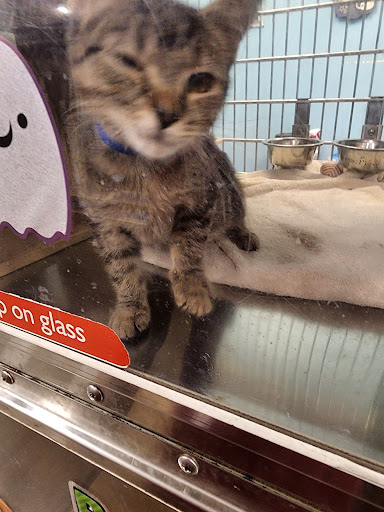 Pet Supply Store «PetSmart», reviews and photos, 13337 Worth Ave, Woodbridge, VA 22192, USA