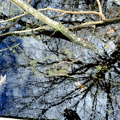 Nature Preserve «Tom S Cooperrider-Kent Bog State Nature Preserve», reviews and photos, 1028 Meloy Rd, Kent, OH 44240, USA