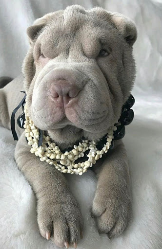 Pet Supply Store «Petco Animal Supplies», reviews and photos, 2353 SE Federal Hwy, Stuart, FL 34994, USA