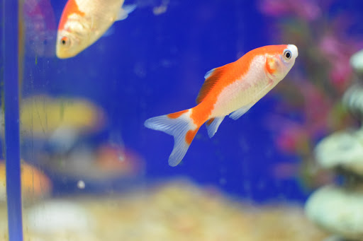 Pet Supply Store «PetSmart», reviews and photos, 889 NE 25th Ave, Hillsboro, OR 97124, USA