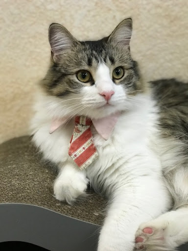 Cat Clinic image