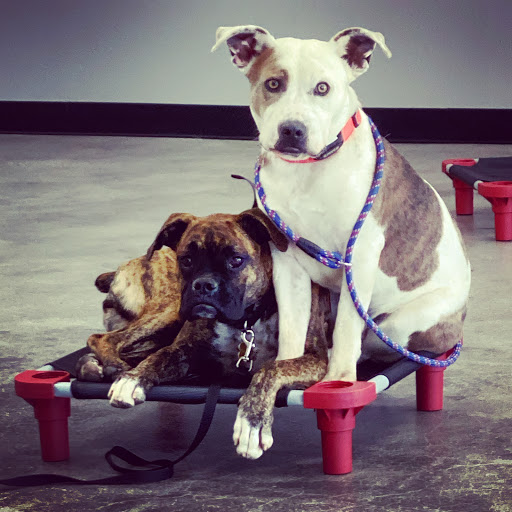 Sit Means Sit Dog Training South Orange County