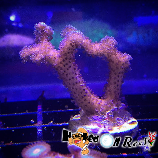 Tropical Fish Store «Hooked On Reefs», reviews and photos, 228 Hibiscus St #1, Jupiter, FL 33458, USA