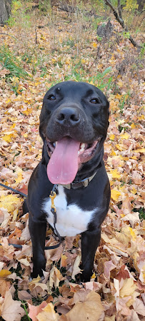 Confident Canines Indianapolis - Photo 7 - Car repair in , Indianapolis