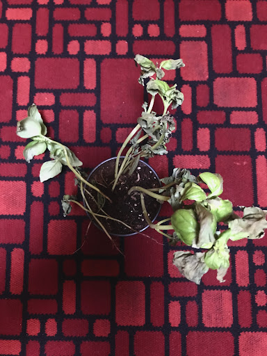 Grocery Store «Ralphs», reviews and photos, 659 E Palomar St, Chula Vista, CA 91911, USA