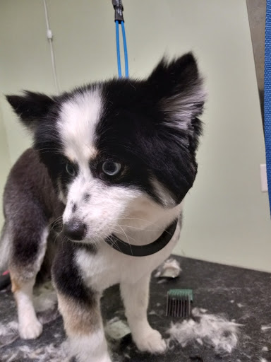 Pet Groomer «Doggie Style Bowtique», reviews and photos, 1713 Westport Rd, Kansas City, MO 64111, USA