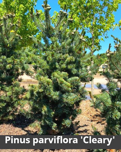 Landscaping Supply Store «Kirkwood Gardens», reviews and photos, 2701 Barrett Station Rd, Ballwin, MO 63021, USA