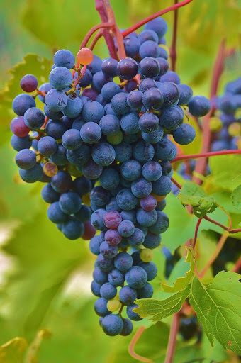 Winery «Boyden Valley Winery & Spirits», reviews and photos, 64 VT-104, Cambridge, VT 05444, USA