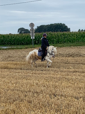 Aux Petits Poneys de Zermezeele à Zermezeele
