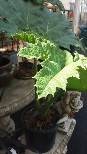 Hardware Store «South Salem Ace Hardware», reviews and photos, 706 Madrona Ave SE, Salem, OR 97302, USA