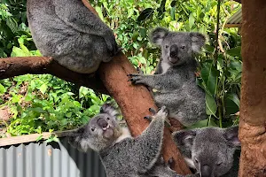 Kuranda Koala Gardens image