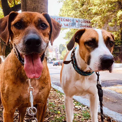 Paseador de perros