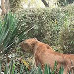 Photo n° 14 de l'avis de Philippe.a fait le 31/07/2019 à 17:24 pour Bioparc de Doué-la-Fontaine à Doué-la-Fontaine