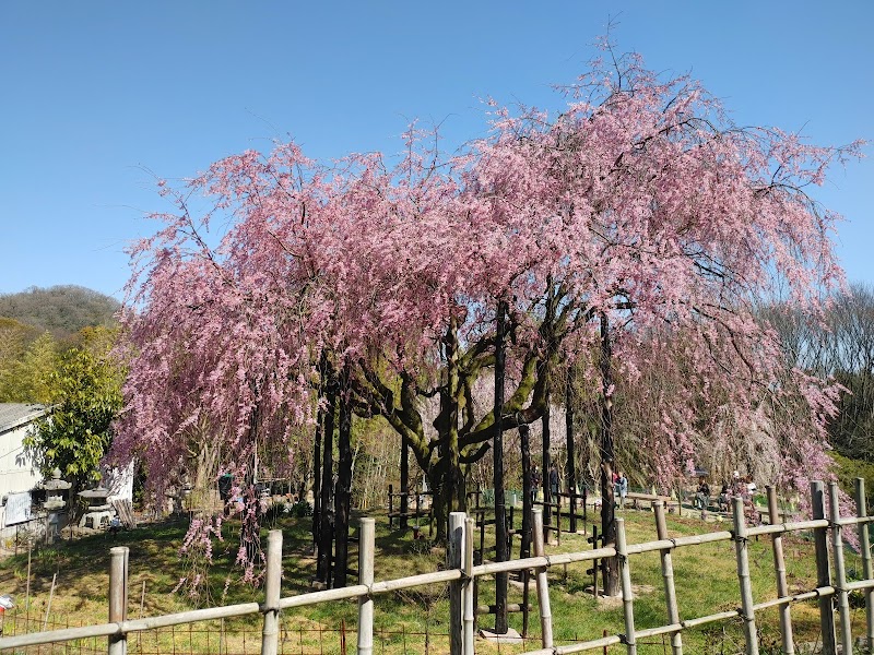 想い出桜