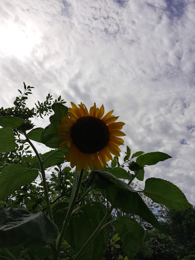 Park «Meridian Hill Park», reviews and photos, 2400 15th St NW, Washington, DC 20009, USA