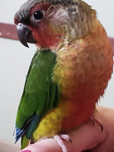 Bird Shop «Parrot & Bird Emporium Inc», reviews and photos, 360 N Westfield St, Feeding Hills, MA 01030, USA