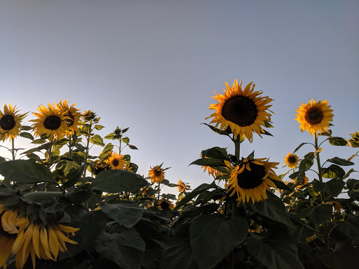 Pumpkin Patch «Spina Farms», reviews and photos, Santa Teresa Blvd, Morgan Hill, CA 95037, USA