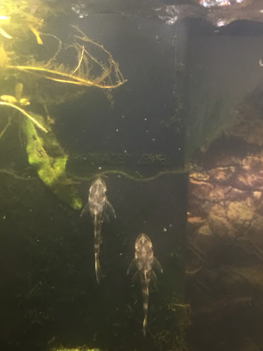 Pet Store «Critter Hut Aquarium & Pets», reviews and photos, 6637 Post Rd, North Kingstown, RI 02852, USA