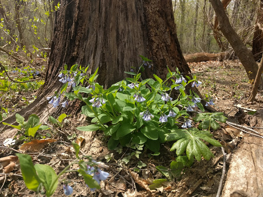 Park «Meadowbrook Local Park», reviews and photos, 7901 Meadowbrook Ln, Chevy Chase, MD 20815, USA
