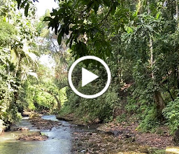 Kemenuh Monkey River photo