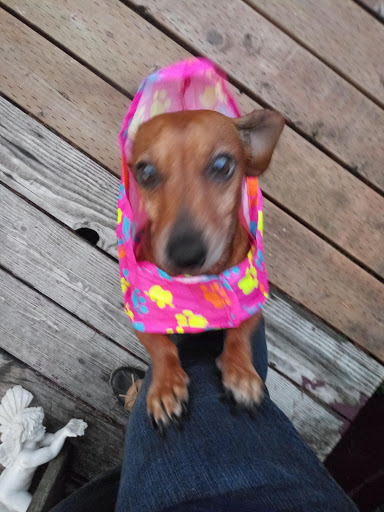 Pet Supply Store «PetSmart», reviews and photos, 2858 Willamette St, Eugene, OR 97405, USA