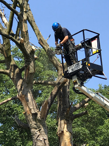 N & J Tree Services Ltd