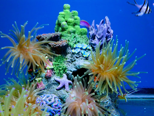 Tropical Fish Store «Ocean Aquarium», reviews and photos, 6820 E Black Horse Pike, Egg Harbor Township, NJ 08234, USA