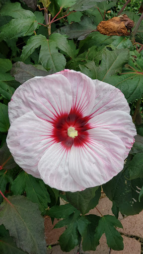 Park «Thrasher Park», reviews and photos, 93 Park Dr, Norcross, GA 30071, USA