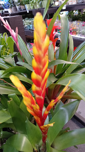 Home Improvement Store «The Home Depot», reviews and photos, 1101 Sunrise Hwy, Copiague, NY 11726, USA