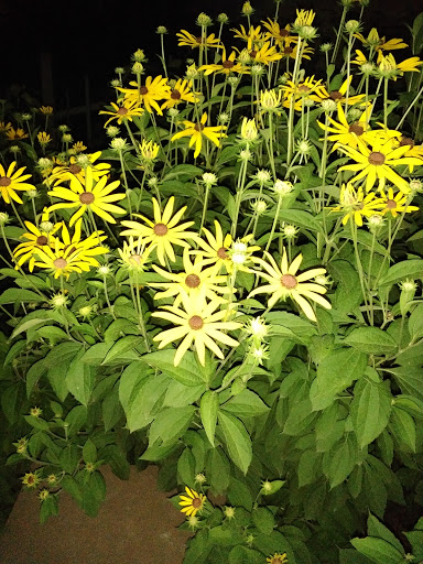 History Museum «Eiteljorg Museum», reviews and photos, 500 W Washington St, Indianapolis, IN 46204, USA