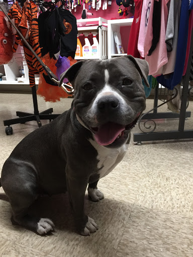 Pet Supply Store «Haute Dogs Boutique & Barkery», reviews and photos, 507 Georgia St, Vallejo, CA 94590, USA