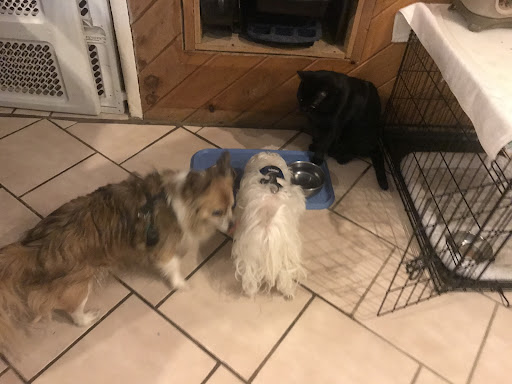 Elkins Park Veterinary Hospital