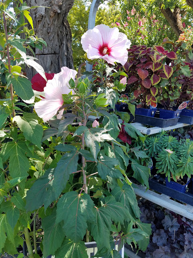 Building Materials Store «Silverado Building Materials», reviews and photos, 9297 Jackson Rd, Sacramento, CA 95826, USA