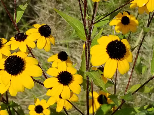 Nature Preserve «Schweitzer Woods Forest Preserve», reviews and photos, 16N690 Sleepy Hollow Rd, West Dundee, IL 60118, USA