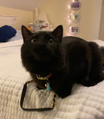 PETFOODS - Photo 6 - Car repair in Salem, NH, Manchester