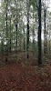 Undallslund Logo, Viborg, Danmark, Forest