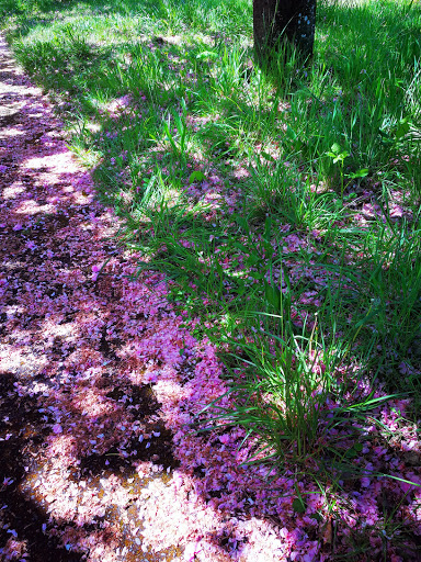 Science Museum «Science Factory», reviews and photos, 2300 Leo Harris Pkwy, Eugene, OR 97401, USA