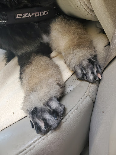 Pet Store «Inland Reef Pet Store», reviews and photos, 817 Cross Lanes Dr, Cross Lanes, WV 25313, USA