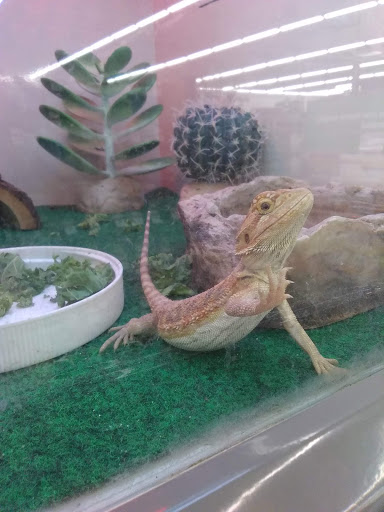 Pet Supply Store «Pet Supplies Plus», reviews and photos, 21703 Village Lakes Shopping Center Dr, Land O Lakes, FL 34639, USA