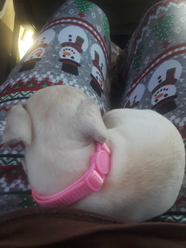 Pet Supply Store «PetSmart», reviews and photos, 2770 FM 365 c, Port Arthur, TX 77640, USA