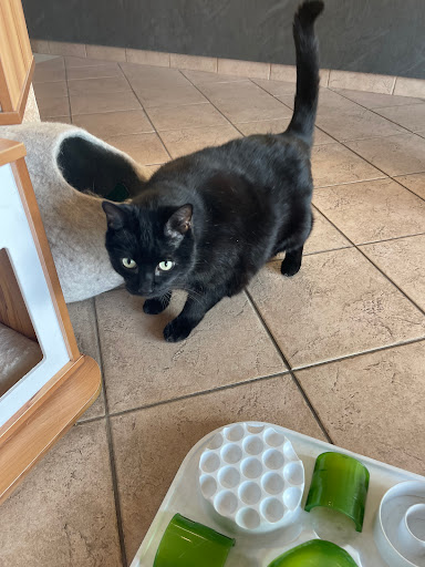 Cat Clinic image