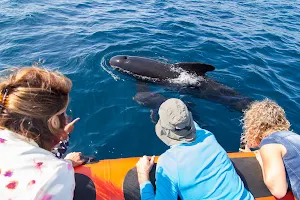 BEST Whale Watching Tour image